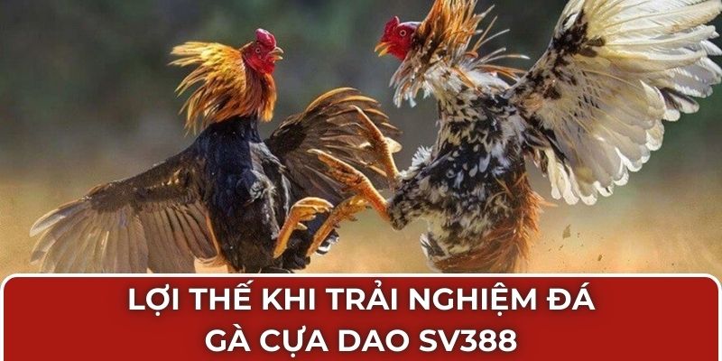 Lợi thế khi trải nghiệm đá gà cựa dao SV388